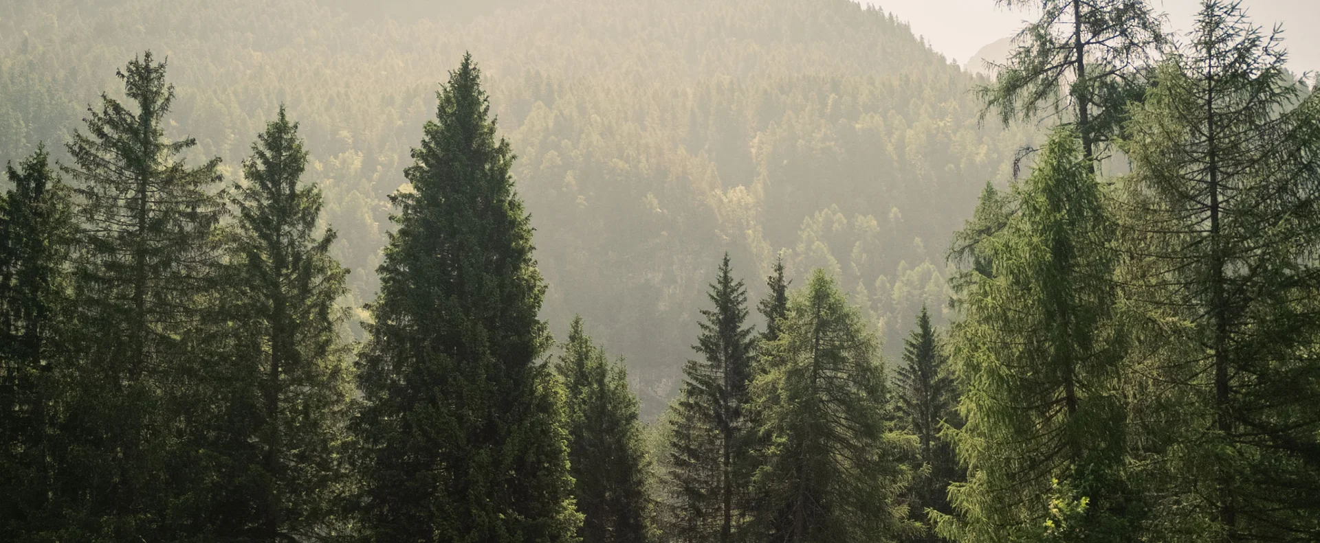Nature Hotel in Trentino | Tevini Resort 4★